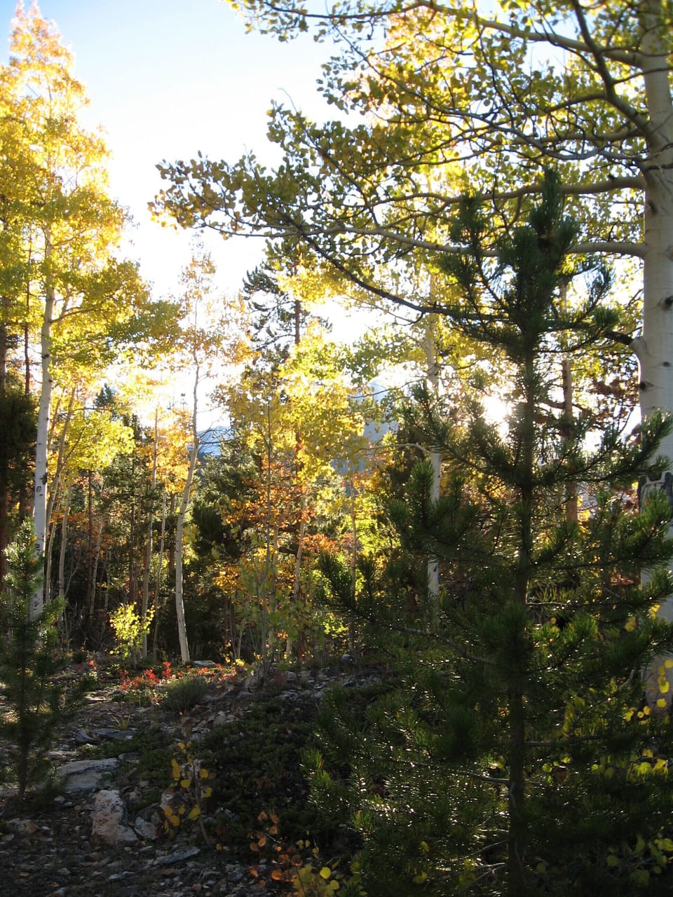 Autumn colors hiking up Quail Mountain.
