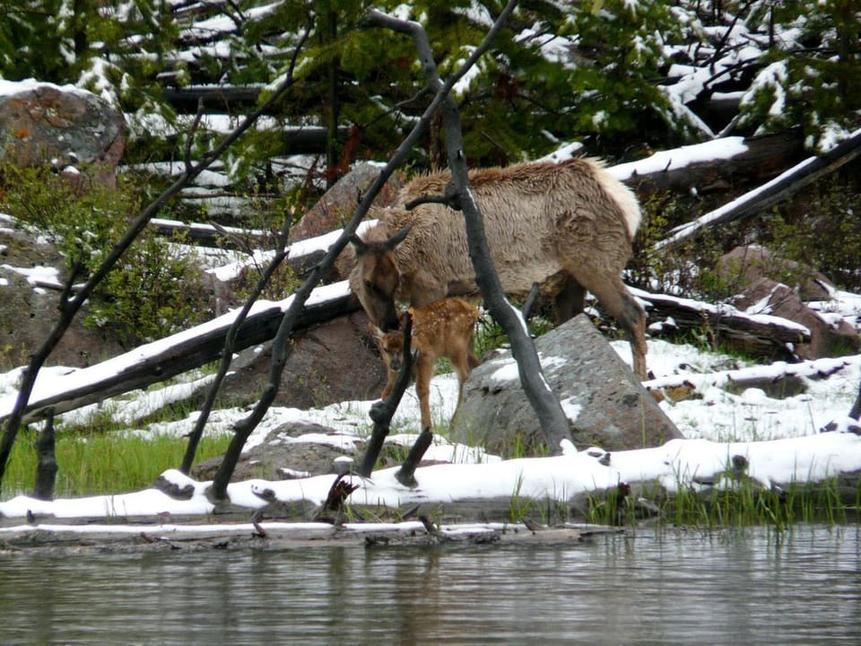 Elk mama & calf in early spring. Elk herds are easy to spot spring through fall.