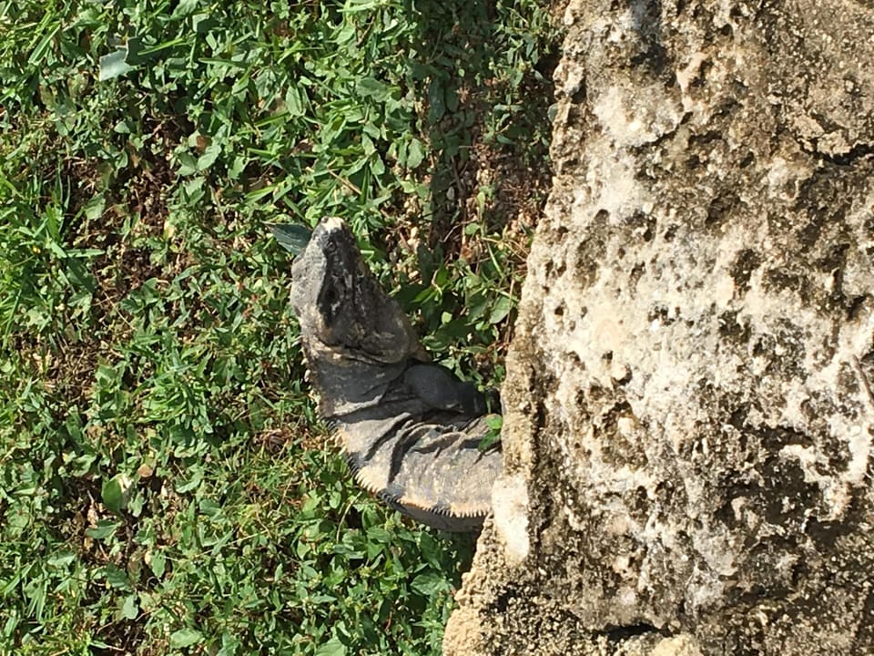 Iguana family that lives in front of casa