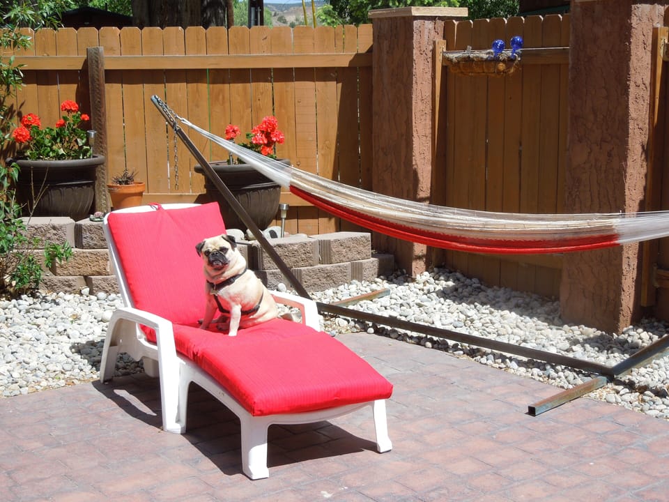 Rocco chillin' on the patio