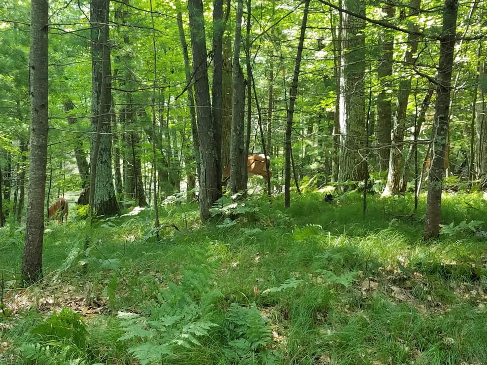 Deer by the cabin.