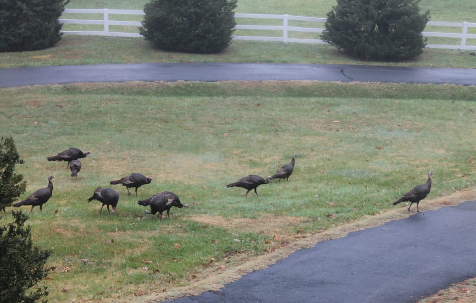 A few of our resident wild turkeys, come to say hello.