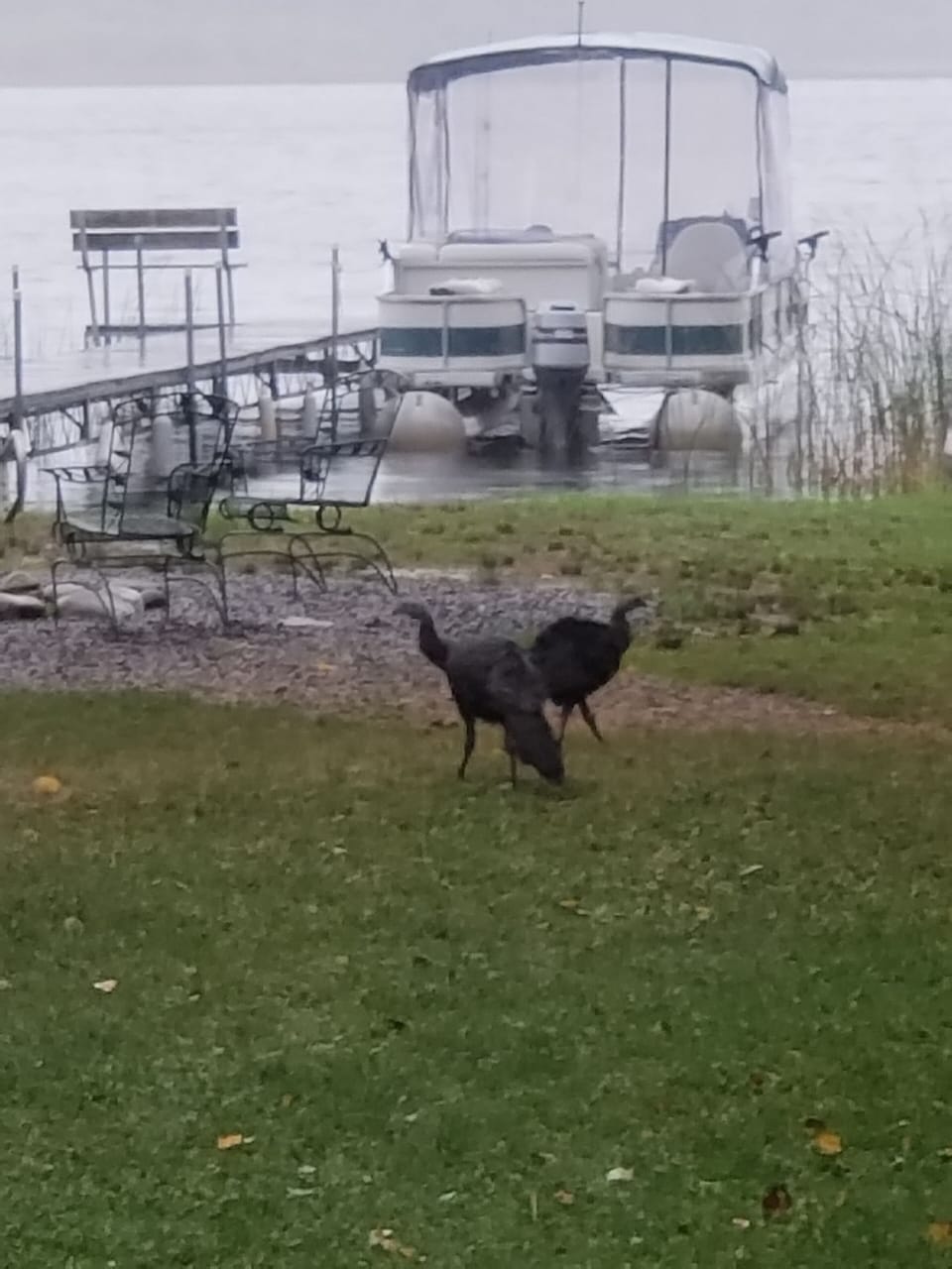 Wild turkeys feeding in the yard