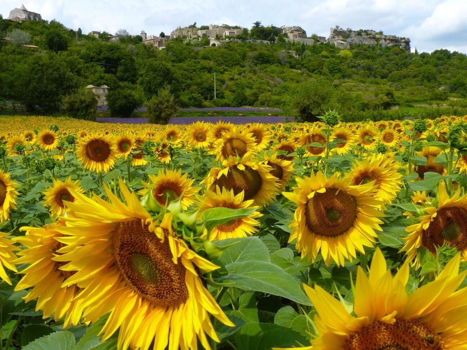 Sunflowers, lavender and Saignon