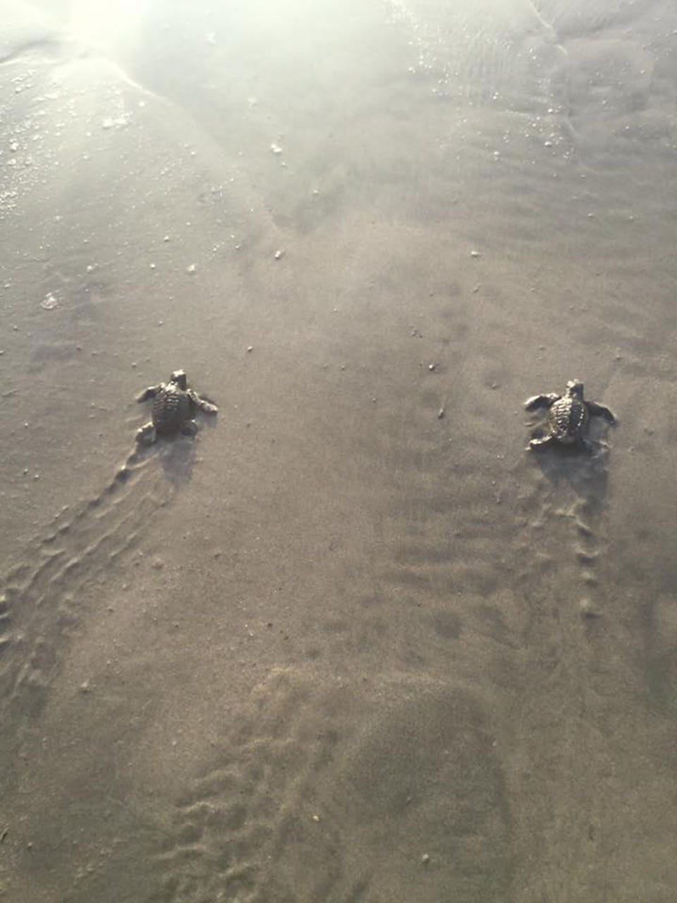 Birth of sea turtles on nearby beaches 