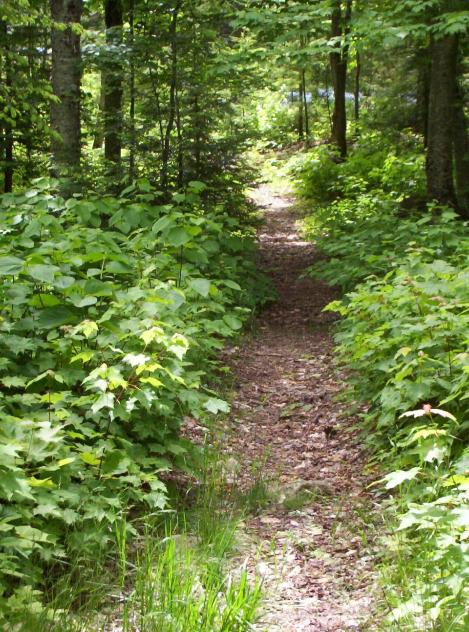 Path to the lake.