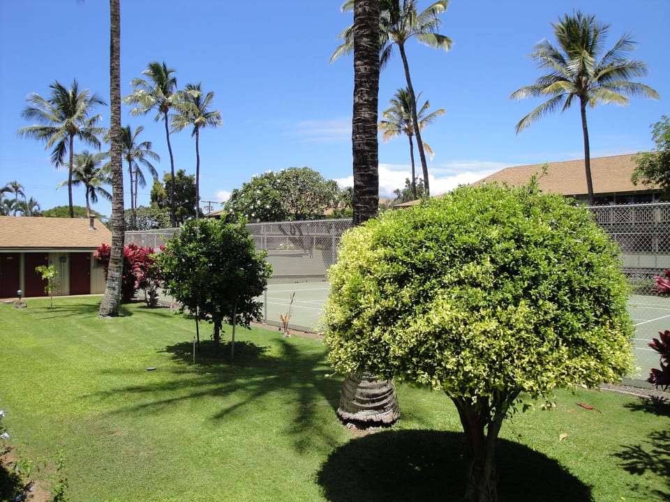 Garden courtyard view of the palms... or... Tennis anyone?