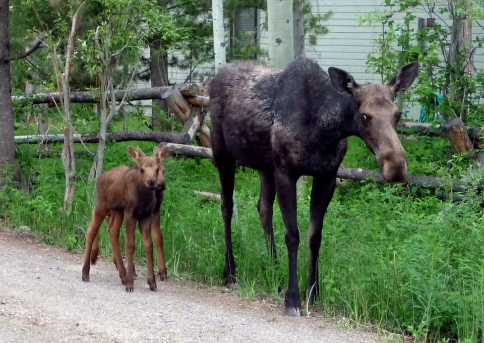 See wildlife from the condo!
