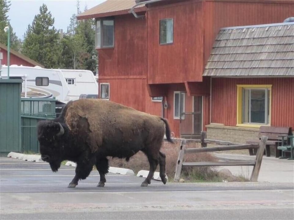 Bison leasurely walking by property
