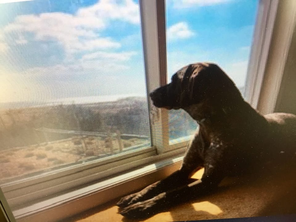 Ol’ London loves the view.