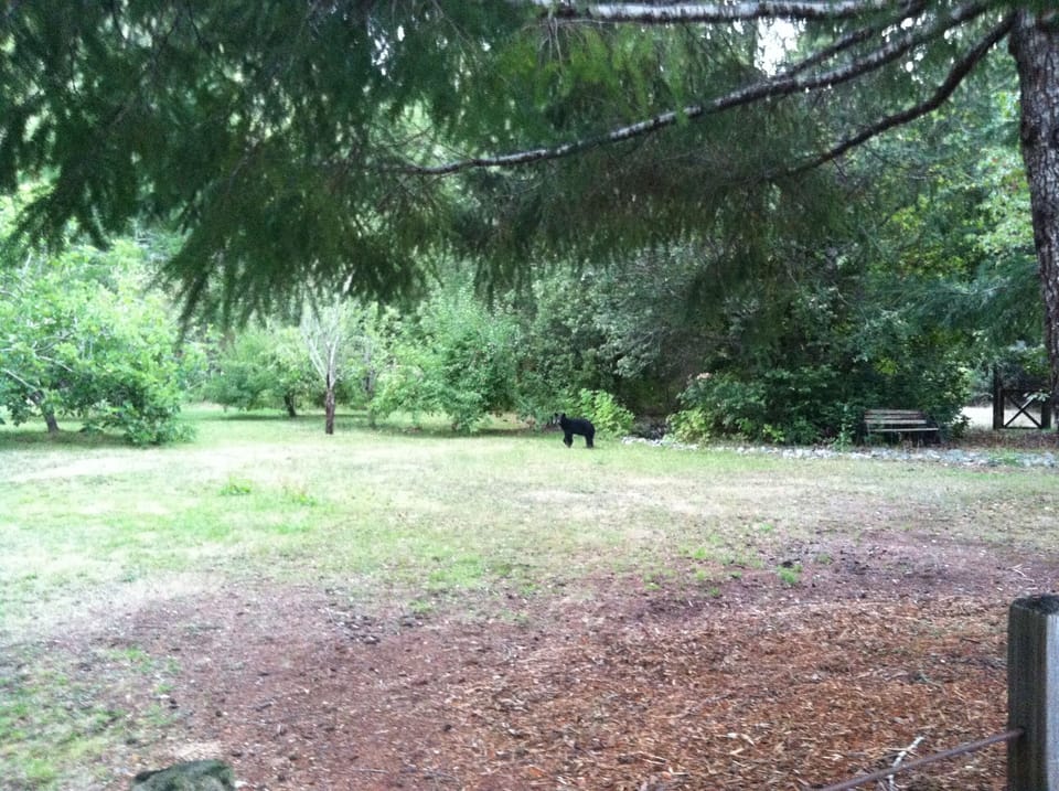 A black bear sighting from the back porch!