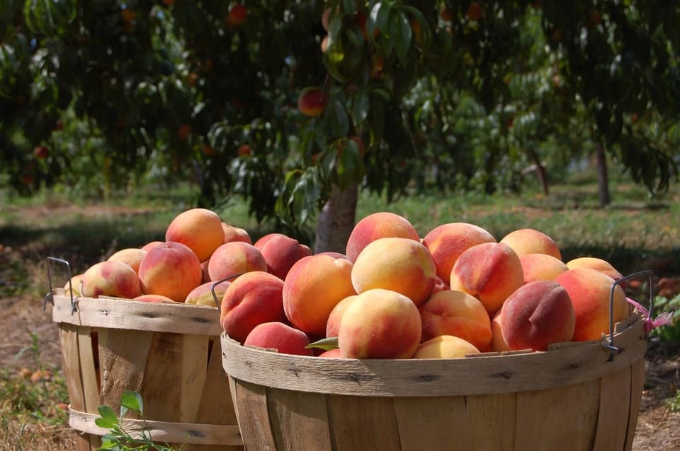 peaches from the from