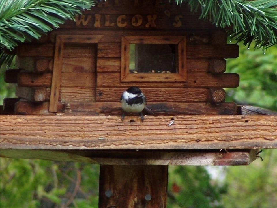One of our many Feathered Friends 