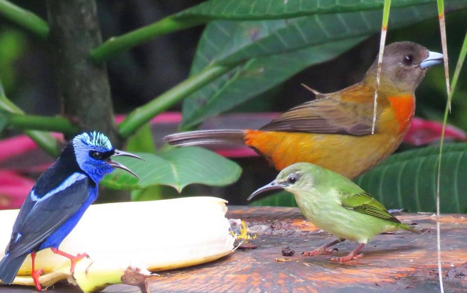 Busy Bird Feeder on the Property
