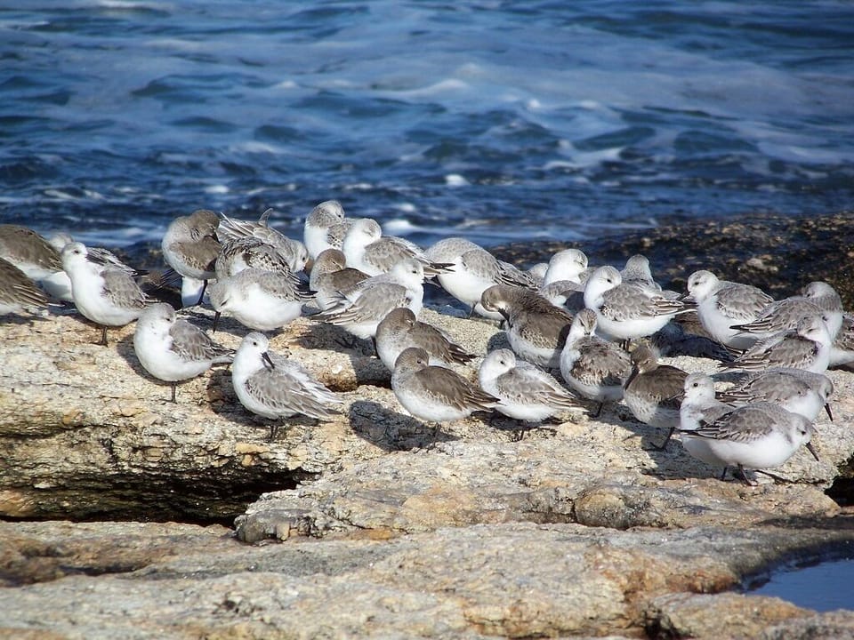 Shore bird watching at Reid State Beach