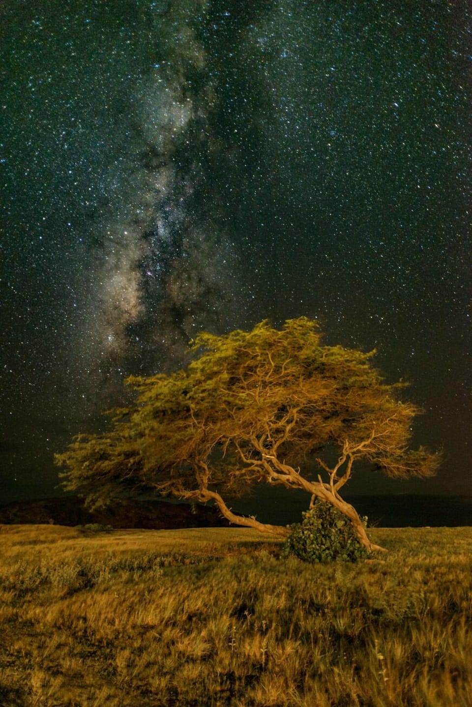 The Milky Way is backdrop to a kiawe tree near the beach.
