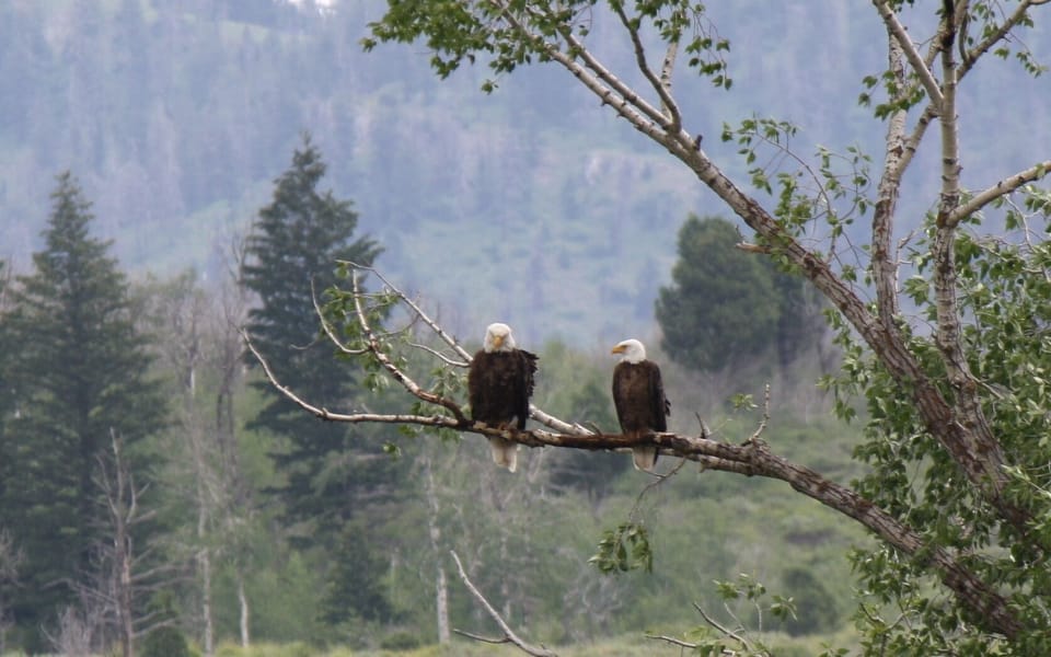 Eagles seen on South Fork
