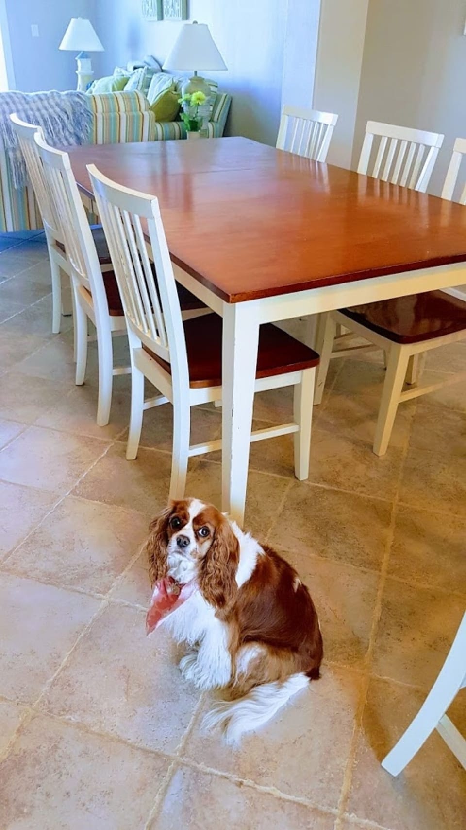 Did we mention we were pet friendly (for a small fee).  Say hi to Dakota!