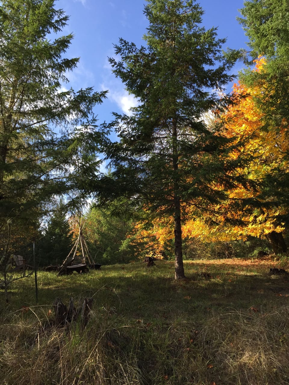 Fall colors