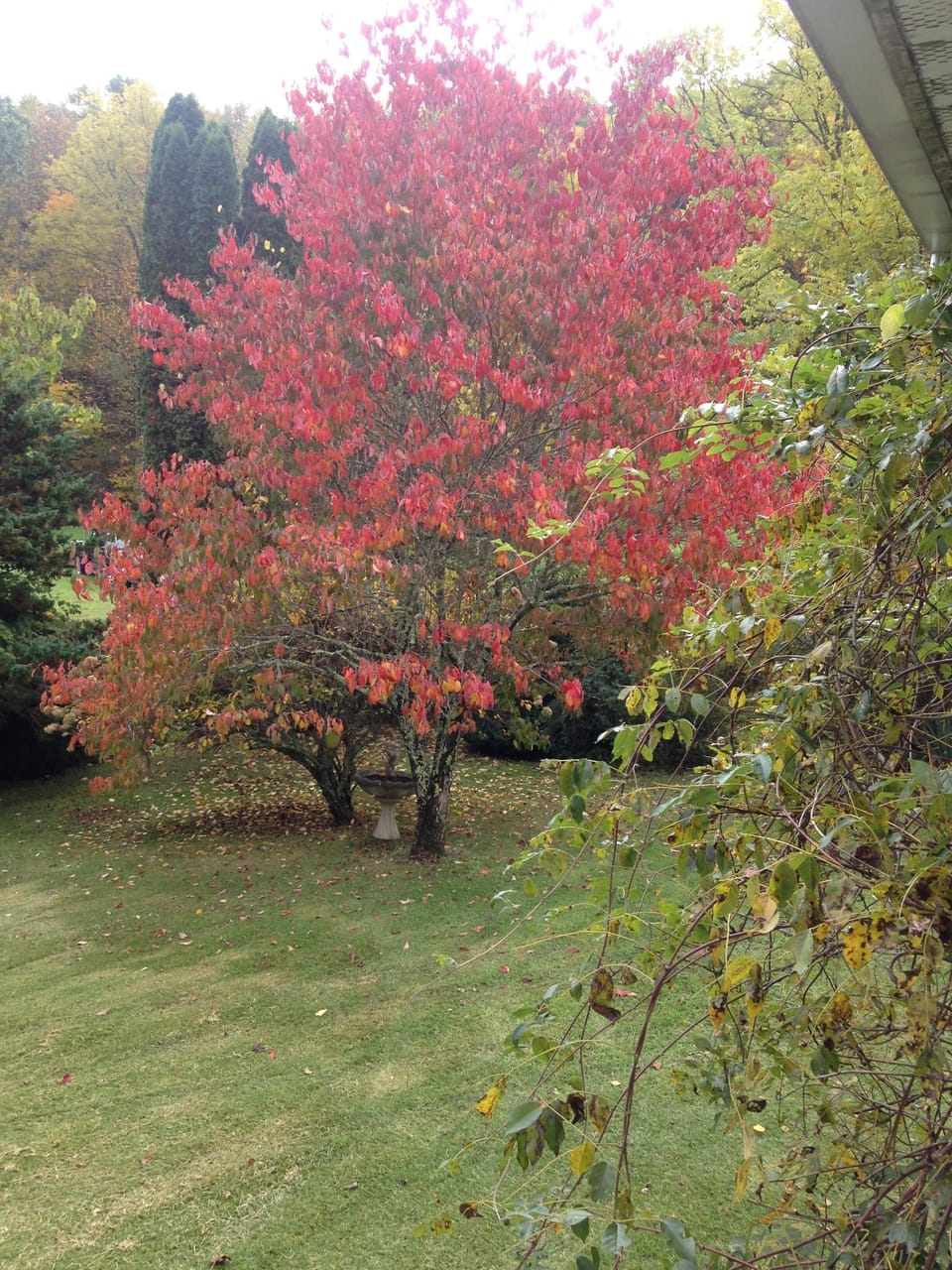 Tree in front yard this fall.

