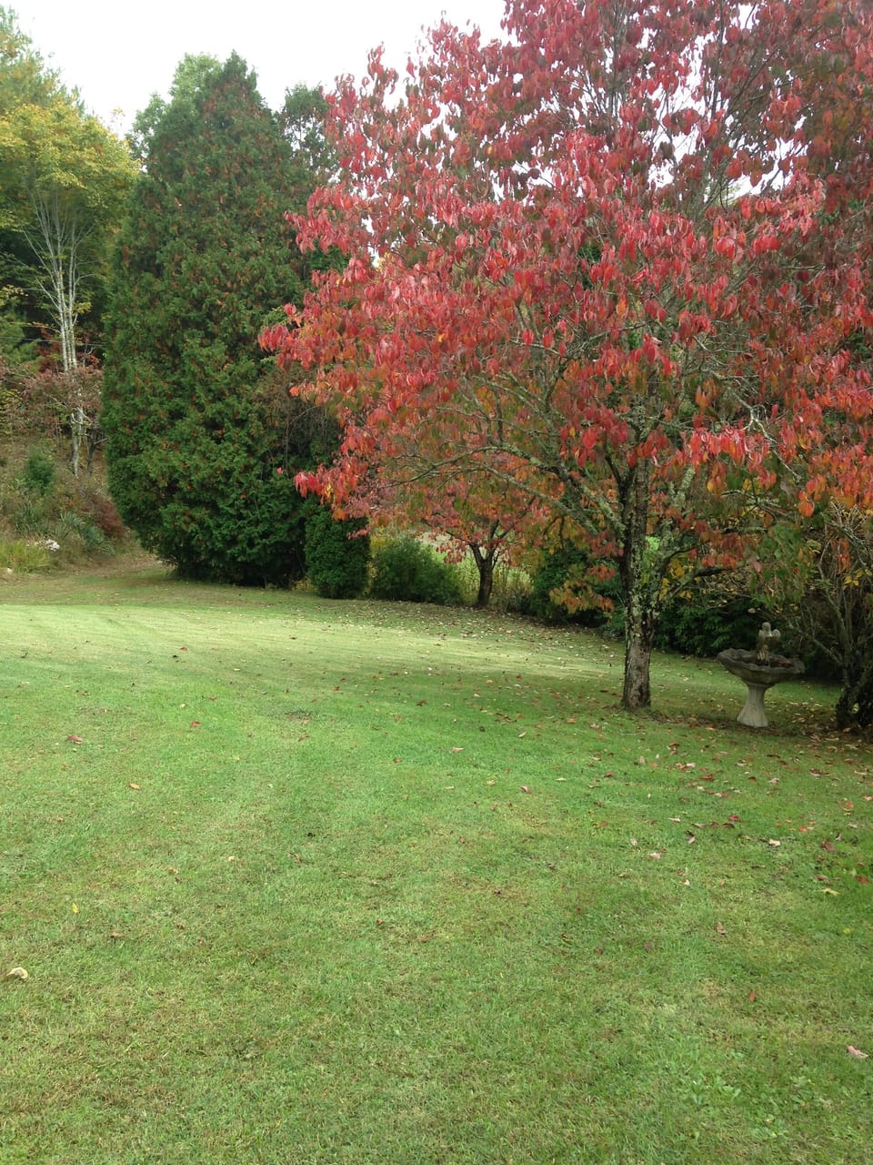 Front Yard
Usually have deer and rabbits.