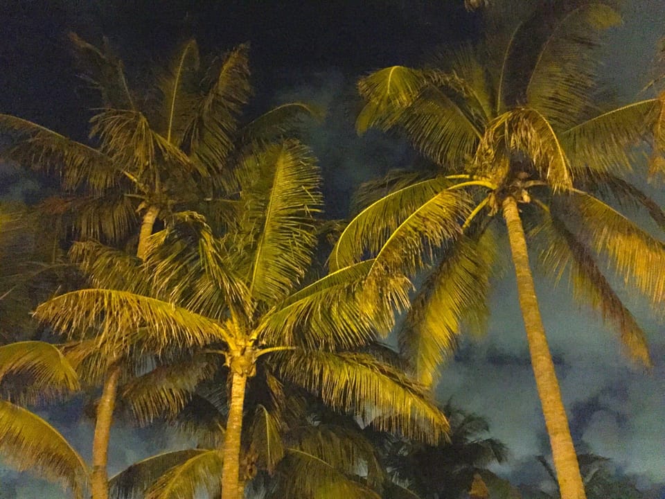 Palms