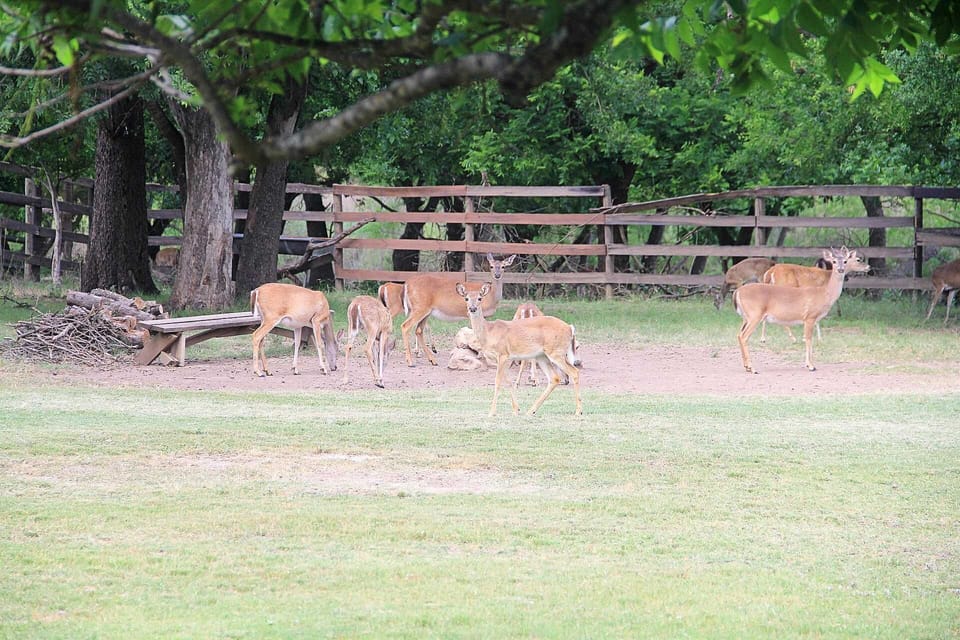 The Double U Barr Ranch is a deer-friendly space, and they often stop by, to the delight of our guests!