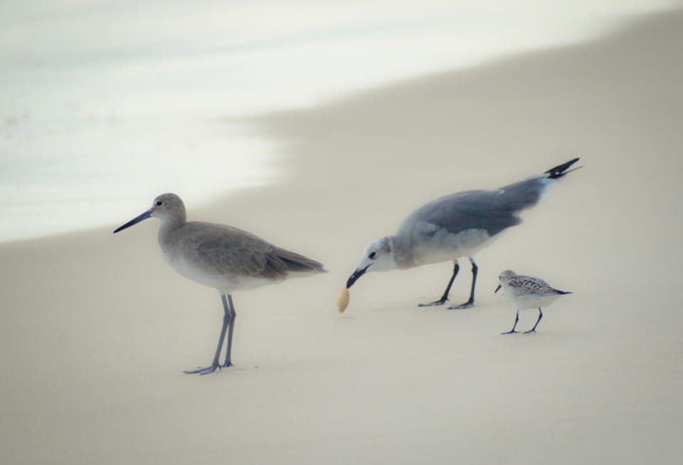 Shore birds 