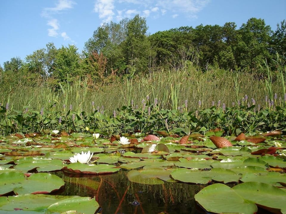 White and yellow water lilies are abundant along the Penoyer Creek Channel.