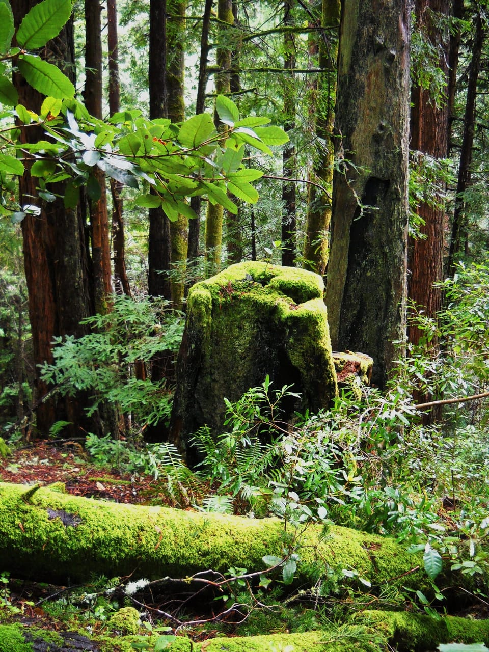 Go across the street to our 5 acres of redwoods for a picnic or sunset walk.