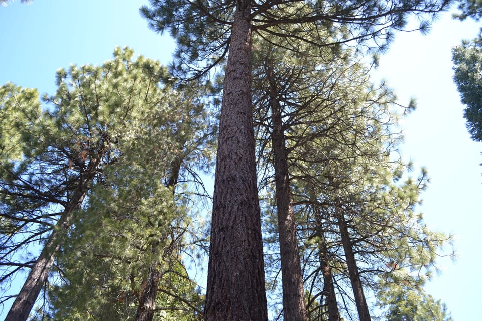 Majestic trees in the backyard.