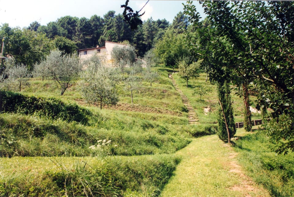 View of the house from the path to the pool through the olive grove.