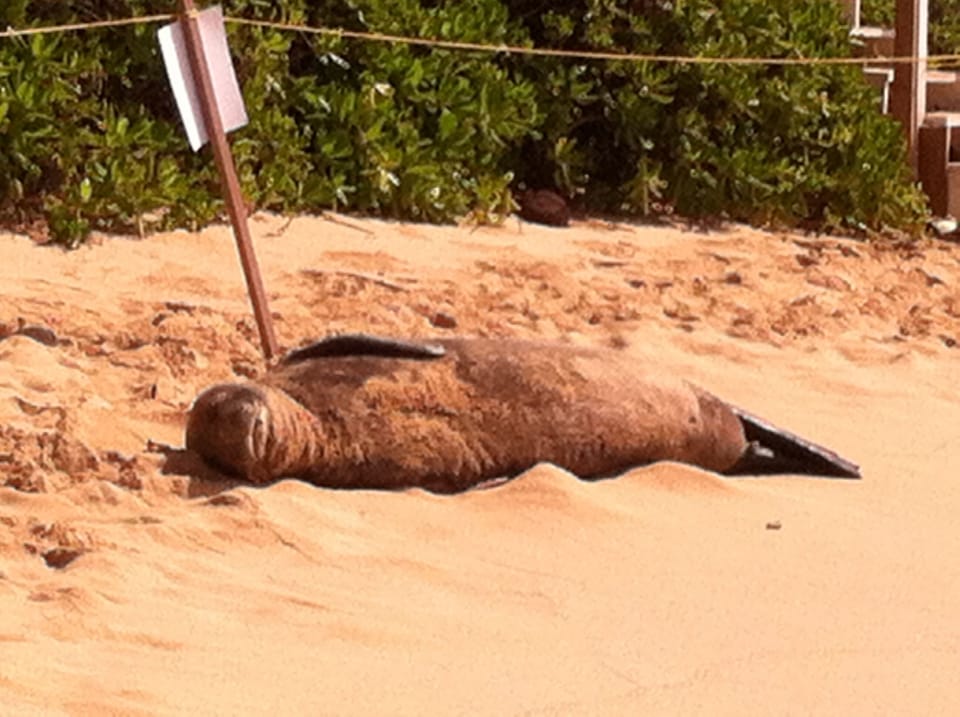 Seal resting on the beach