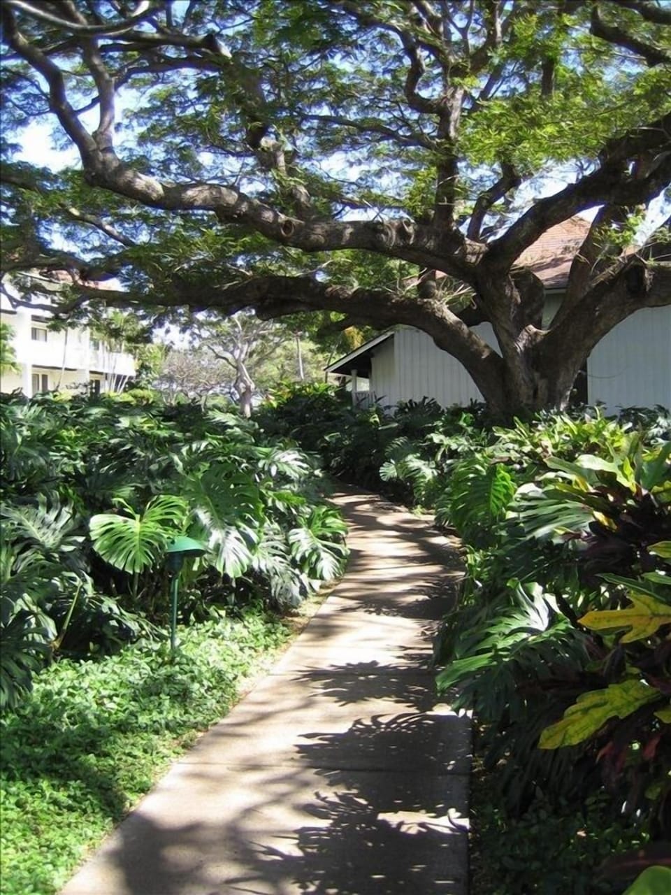 Path to condo with ancient monkey pod tree sets the mood!