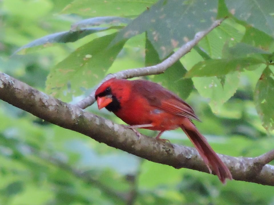 One of the many types of birds on the property.
