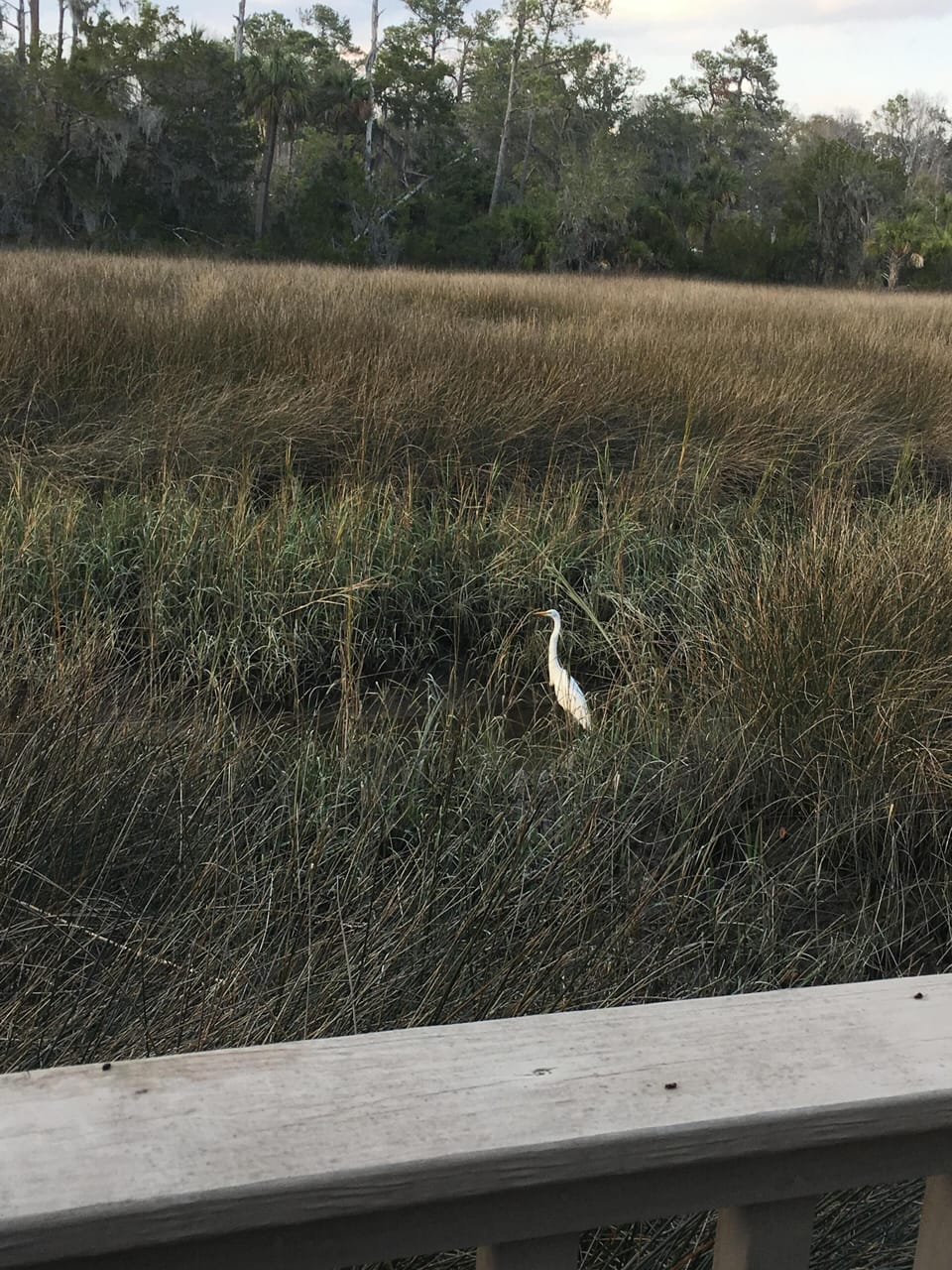 An egrit may join you on the lower landing overlooking the tidal marsh
