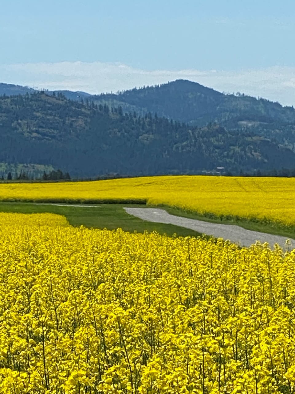 Canola fields ...Golden Haze!!!