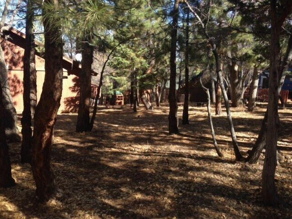 Large flat back yard.  Perfect for games and camping out