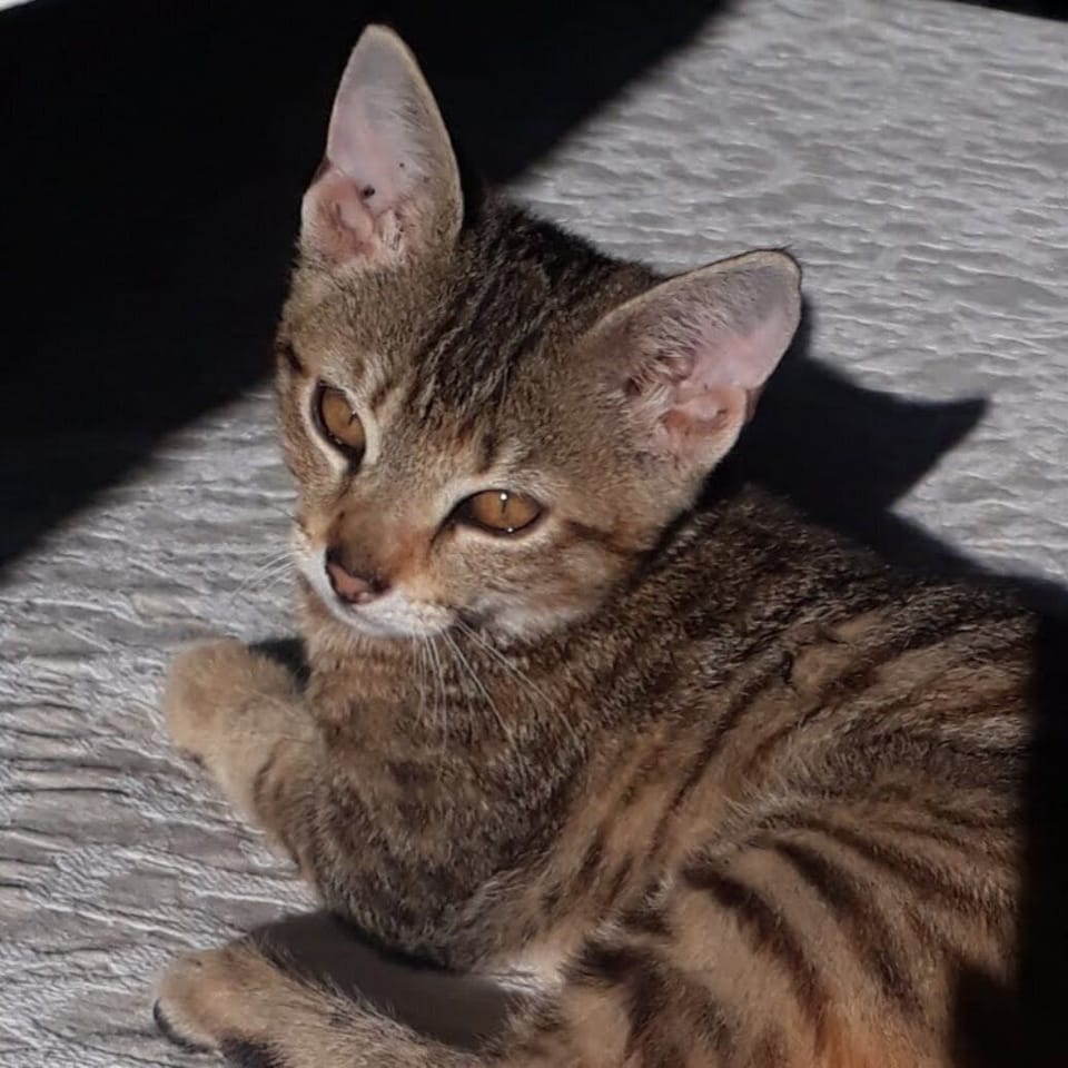 New resident at the property "Little Tiger" born October 2019.