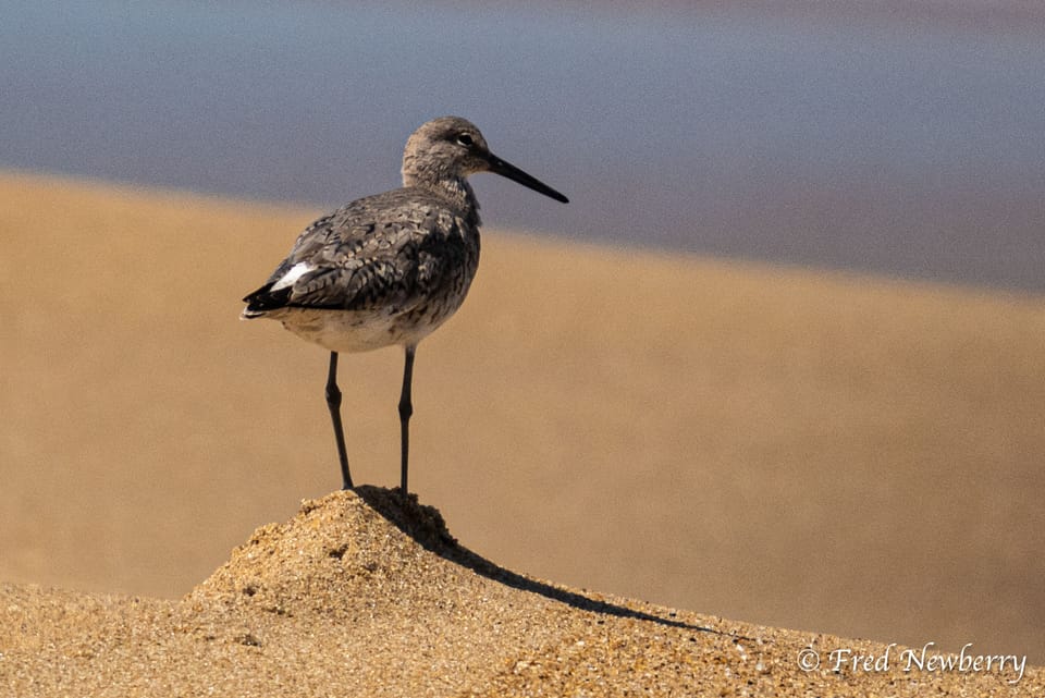 Recent bird activity on beach.