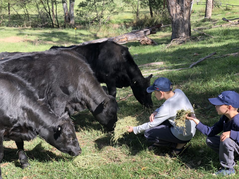 Feeding the Cows