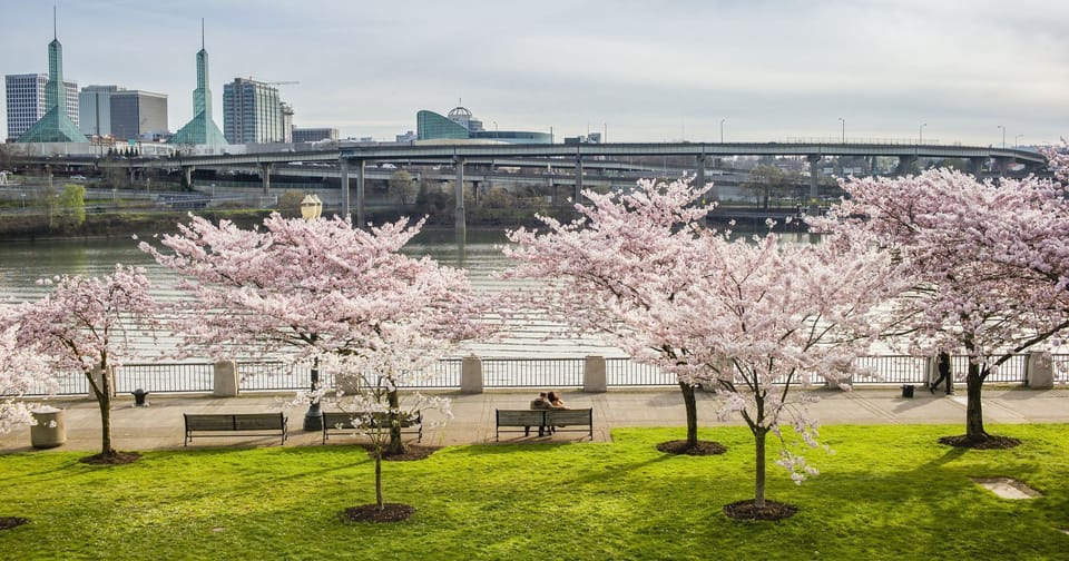 Cherry blossoms in Waterfront Park next door.