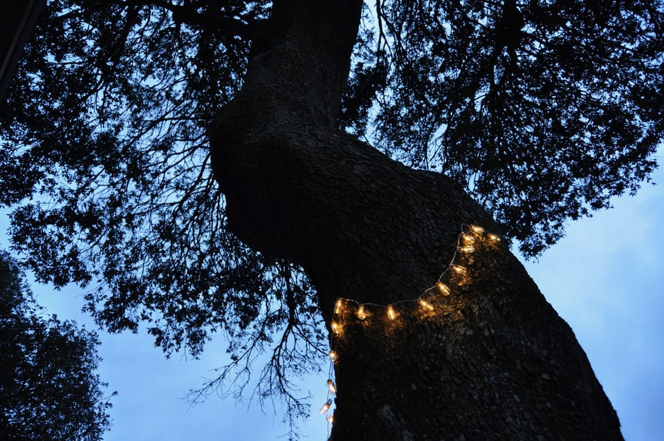 Tiny bottles tinkle at sun down and light  a not so tiny tree
