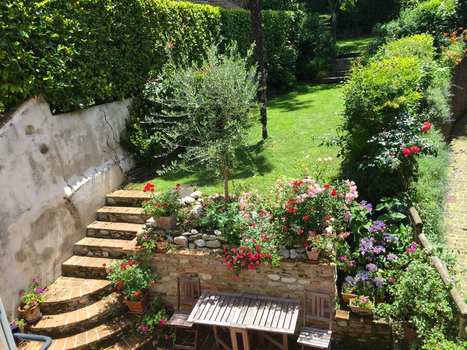 Summer flowers with olive tree
