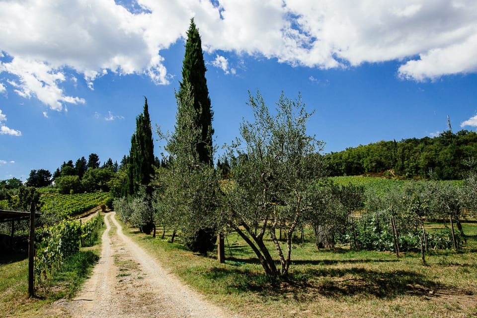 Private road leading to the house