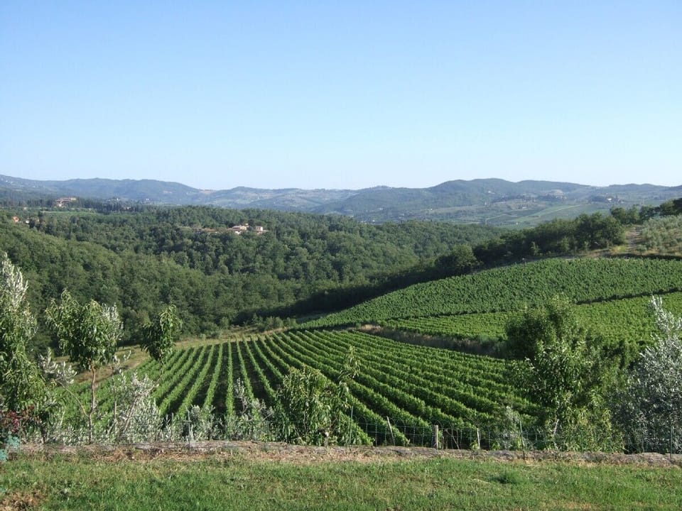 View from garden