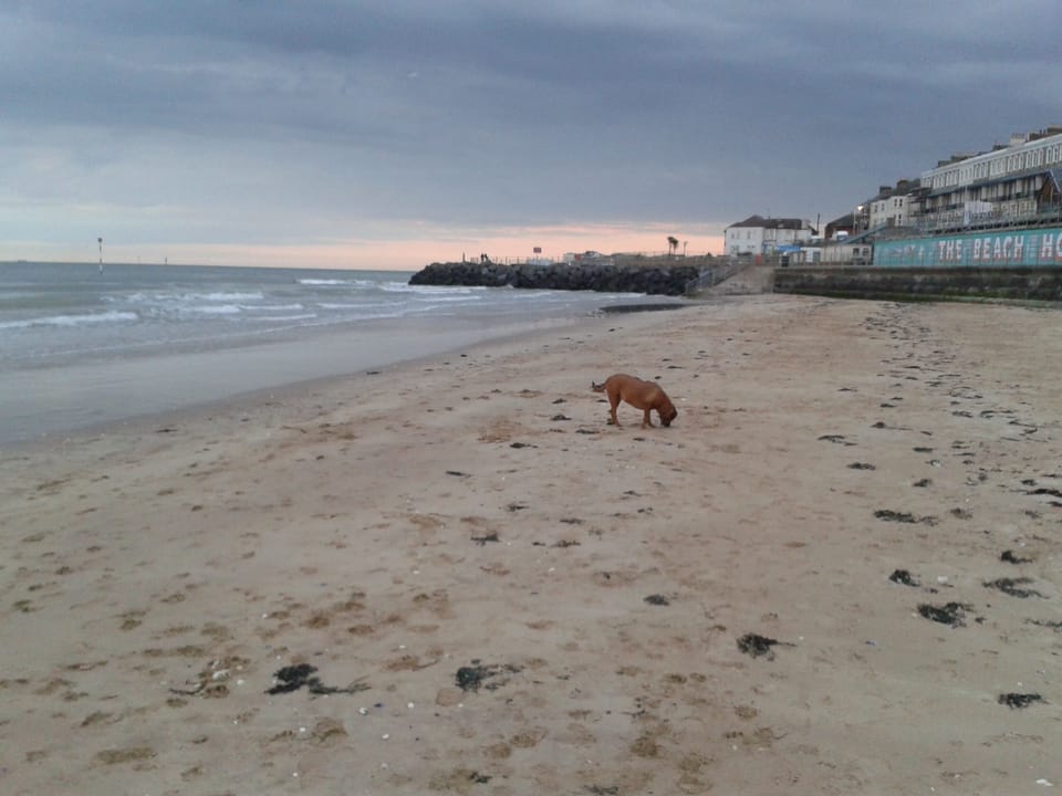 The Beach with our Dog Boe