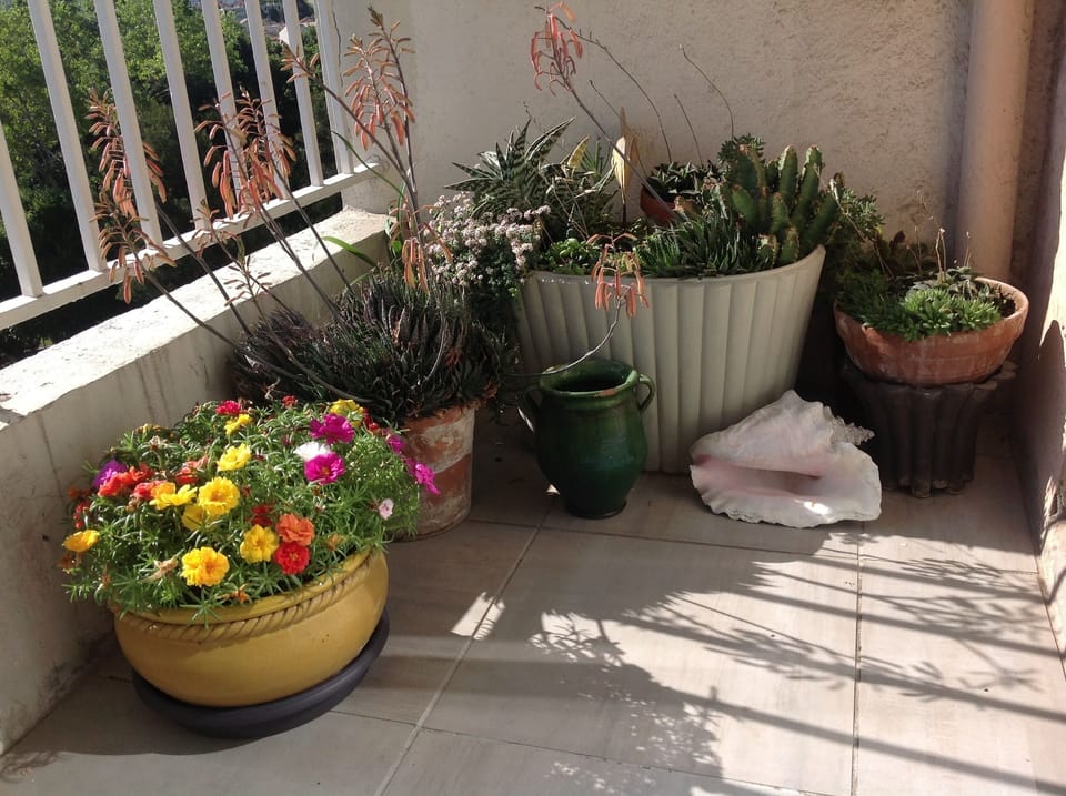 Perennial plants on the balcony