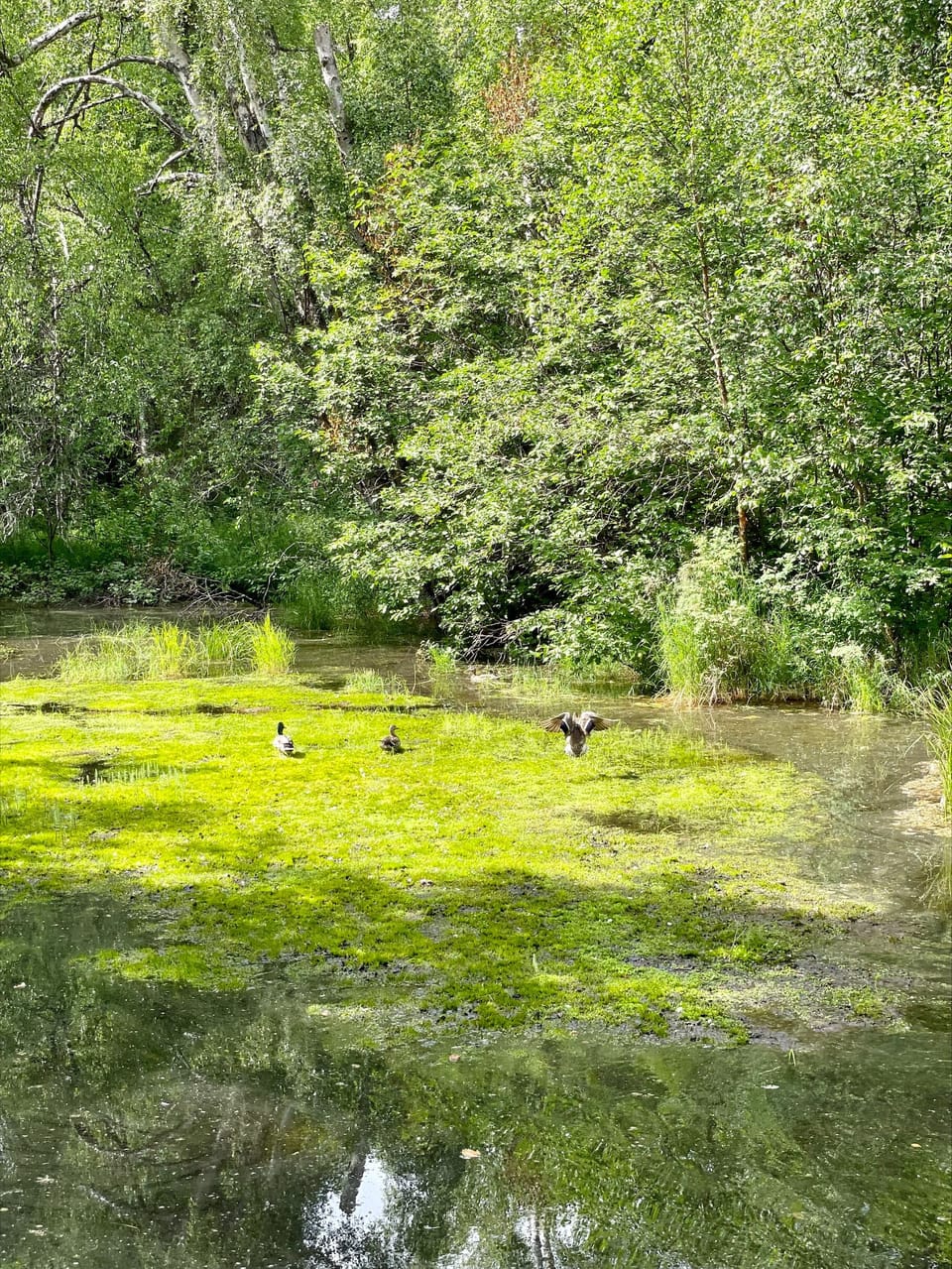 Pond on the way to the river