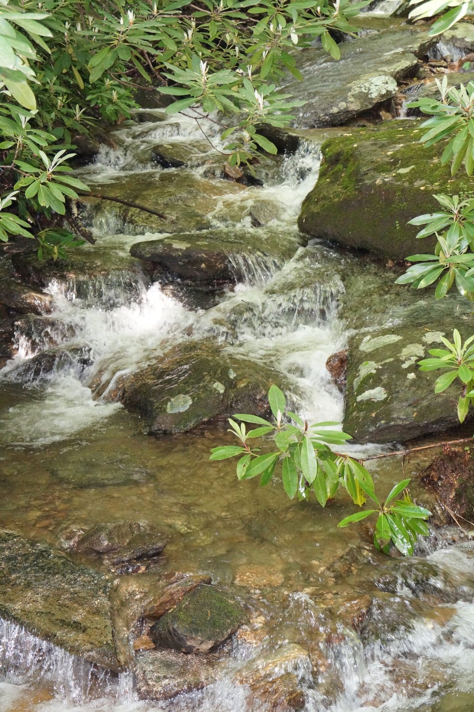 Creek in Back yard